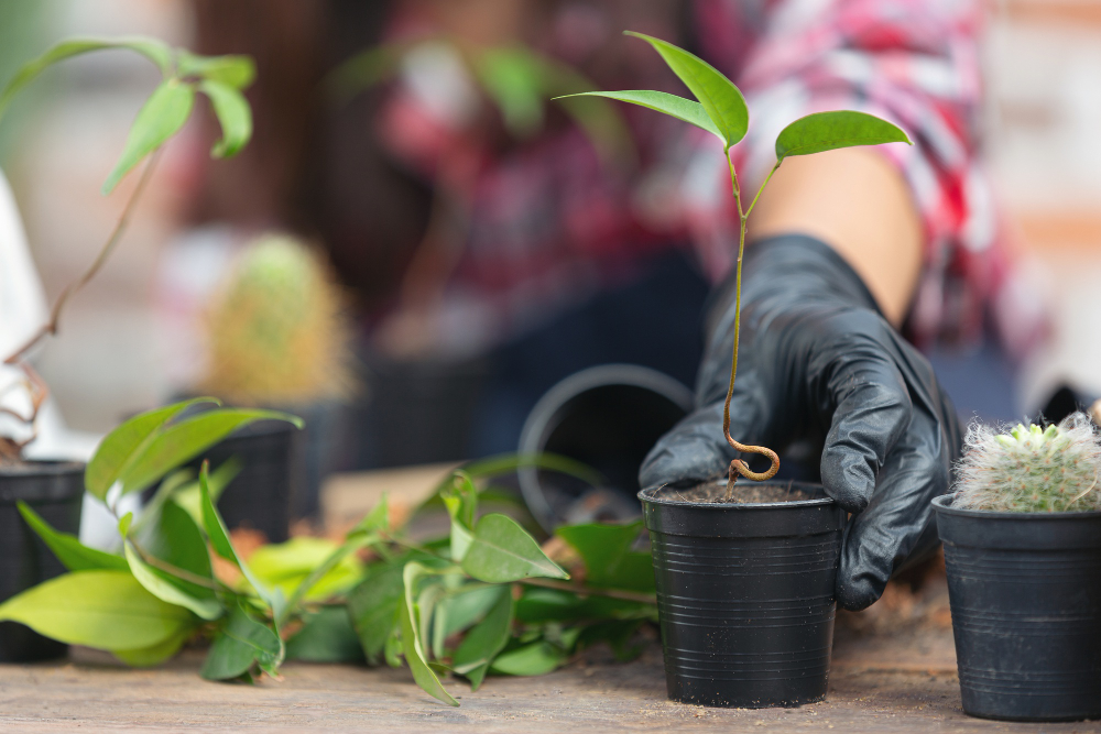 close up picture hand holding plant